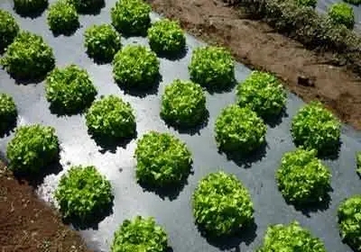 生物降解地膜有望消除殘膜垃圾