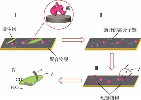 生物基可降解食品包裝材料關(guān)鍵技術(shù)