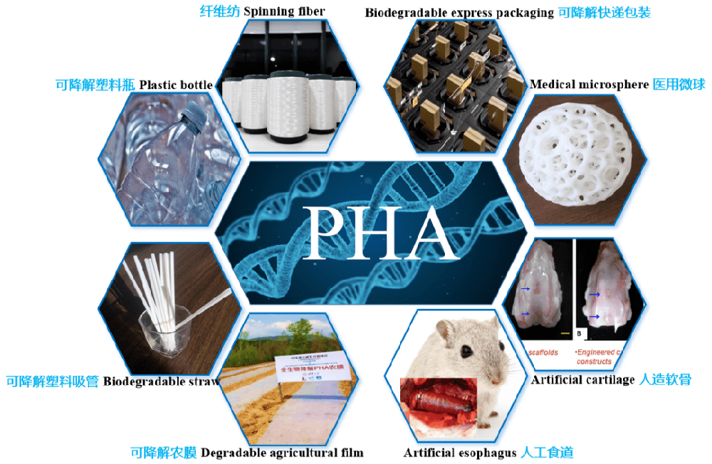 生物降解塑料PHA的特性與應(yīng)用方向一覽